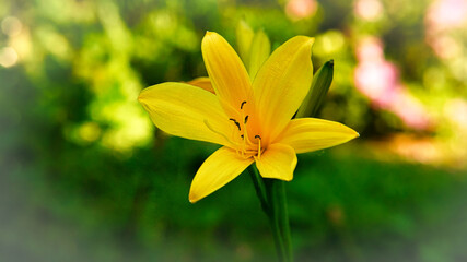 Fototapeta premium gorgeous yellow lily with beautiful bokeh. Green leaves complete the color harmony.