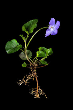 Whole blue violet plant with roots and flower