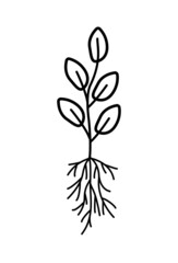 A plant with a root system, vector illustration doodle style.