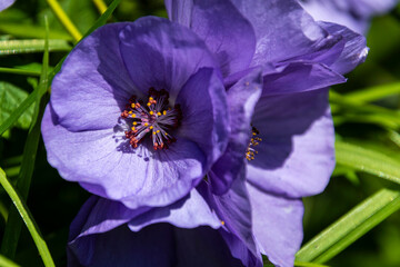 A grouping of Corynabutilon vitifolium A.K.A. Veronica Tennant flowers in full bloom