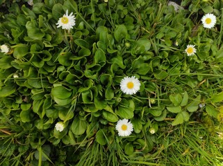 daisies in the grass