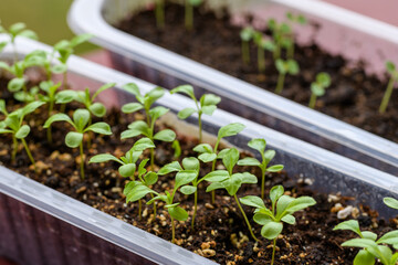 Young Aster seedlings growing in a propagation tray. Spring gardening background.