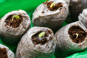 Zinnia seedlings growing in jiffy peat pellets. Biodegradable flower pots. Zero waste, recycling, plastic free concept.