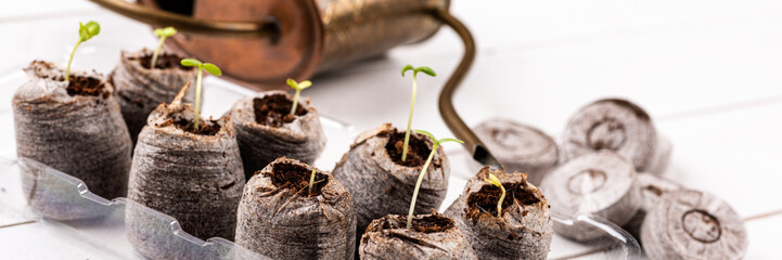 Zinnia seedlings growing in jiffy peat pellets. Biodegradable flower pots. Zero waste, recycling, plastic free concept.