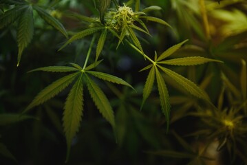 Marijuana leaves, cannabis on a dark background, beautiful background, indoor cultivation