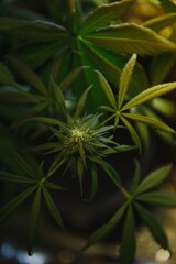 Indoor Marijuana bud under lights. Cola, Calyx, Trichome, and Pistil, and leaves are visible