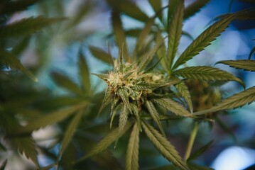 Flower bud of cannabis Satival in the greenhouse, marijuana flower bud background, herbal medicine