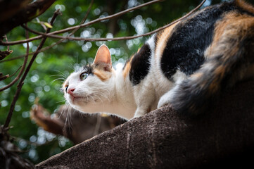 tricolor cat