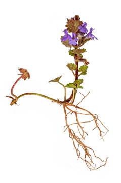Whole blue ground ivy plant with roots and flower