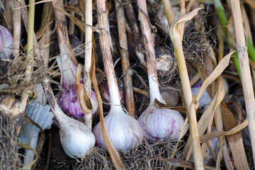 Unearthed garlic heads in the garden