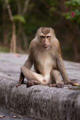 the monkey sits on the edge of the road and looks straight into the camera