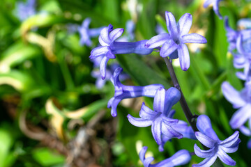 Lilac hyacinth close-up. Beautiful spring flower selective focus