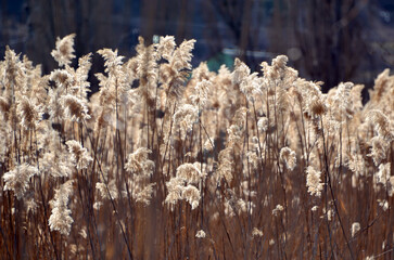 Tall reed litted by the sun