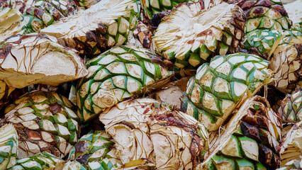 Pineapple agave already cut and ready to be cooked inside the oven