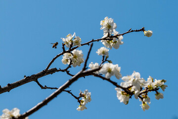 cherry blossom against sky