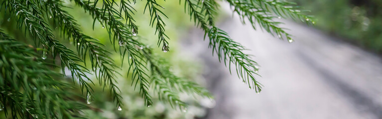 杉（Cryptomeria japonica）に下がるしずく／雨イメージ