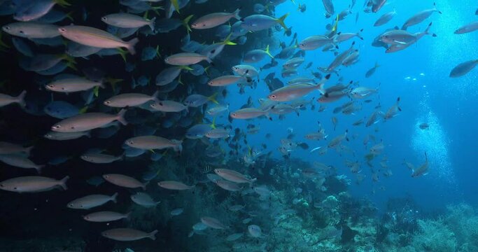fusiliers fish and divers in background in Raja Ampat