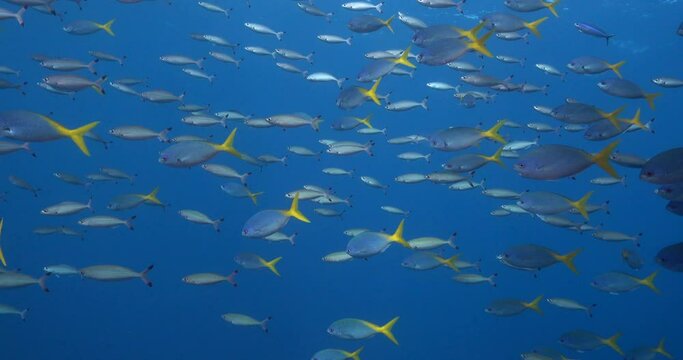 yellow tail fusiliers in clear blue water