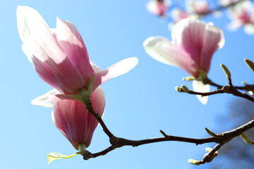 magnolia tree blooms with bright pink flowers