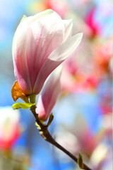 magnolia tree blooms with bright pink flowers