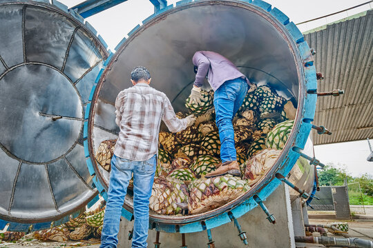Man piling agave in oven ready to steam it