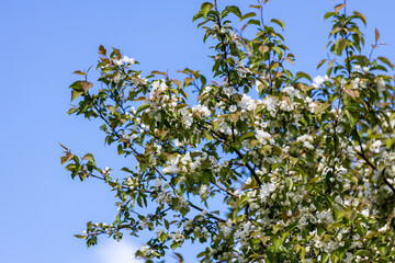 apple tree branches with blooming flowers