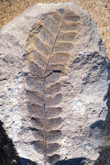 Fossilized leaf. Selective focus. Close-up, background and texture © dewessa