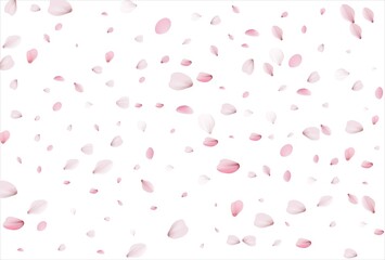 Sakura petals. Cherry petals backdrop