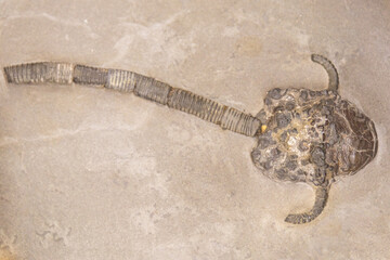 Echinoderms, sea lilies. Selective focus. Close-up, background and texture © dewessa