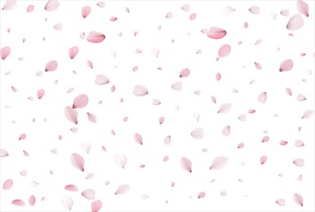 Sakura petals background. Cherry petals