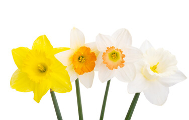 Obraz premium narcissus flower isolated