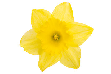 narcissus flower isolated