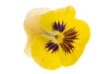 pansies isolated