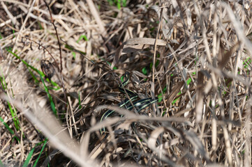 Puget Sound Gartersnake crawls away in cane in the Billy Frank Jr. Nisqually National Wildlife Refuge, WA, USA