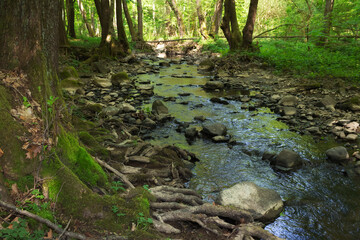 Fototapeta na wymiar brook in carpathian beech woods. deep forest in dappled light. stones and roots on the shore. green nature scenery in spring