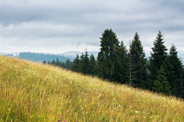 Fototapeta premium coniferous forest on the grassy hill. landscape of carpathian alps with fresh green meadows. natural summer scenery on a cloudy day. ecosystem and healthy environment concepts and background