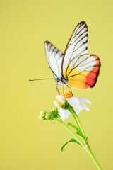 Beautiful butterflies in nature are searching for nectar from flowers in the Thai region of...