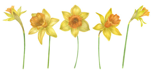 Watercolor daffodil flowers set. Spring yellow flowers set isolated on white background