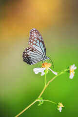 Beautiful butterflies in nature are searching for nectar from flowers in the Thai region of...