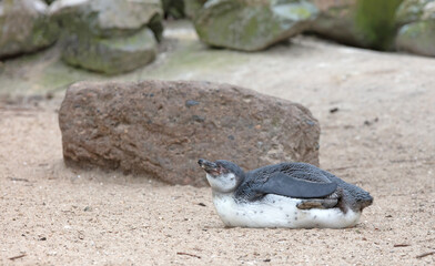 Young African Penguin resting on the sand