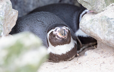 African Penguin in a nest
