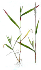 Panicum verticillatum, Quirlige Borstenhirse, Synonym Setaria verticillata
