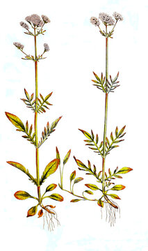 Kleiner Baldrian, Valeriana dioica, auch Sumpf-Baldrian oder Zweihäusiger Baldrian