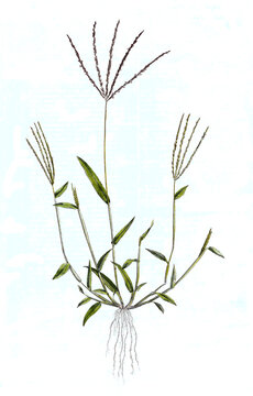 Panicum sanguinale, Blutrote Fingerhirse, Pflanze