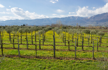 Fototapeta na wymiar Spring landscape of the Treviso pre-Alps. Prosecco vineyard and olive grove with the background of the mountains.