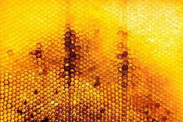 Honeycomb from bee hive filled with golden honey