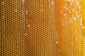 Honeycomb from bee hive filled with golden honey