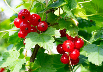 Photography on theme beautiful bush berry red currant