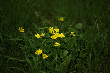 Lovely small yellow flowers grows in dark spring garden.