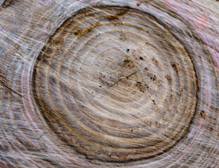 Beautiful wooden fracture old oak, natural texture close up